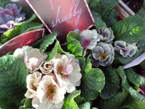シャﾋﾞｰなジュリアン｜「花のひより園」　（愛知県愛西市の花キューピット加盟店 花屋）のブログ